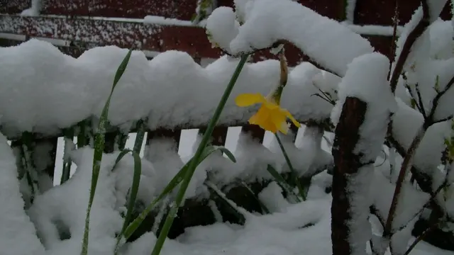 Daffordil