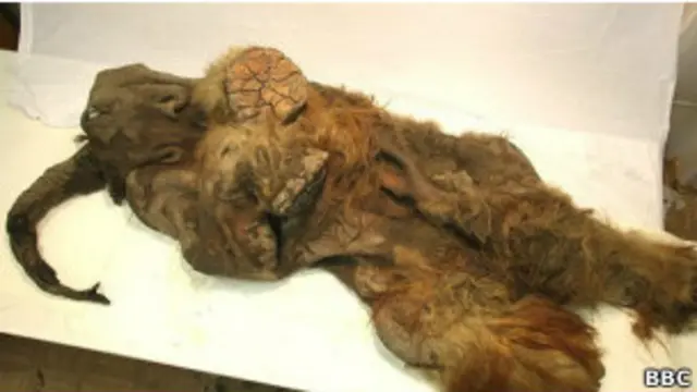 Мамонтенок Юка