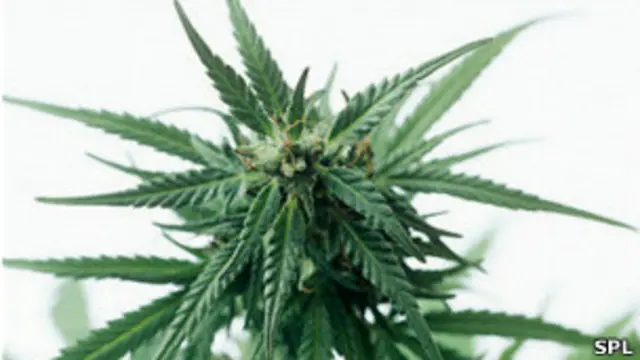 Planta de marihuana