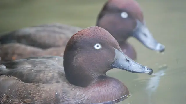 ۔۔ دنیا میں اس نسل کے صرف 25 پرندے باقی رہ گئے ہیں