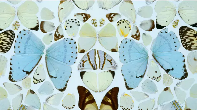 Дэмиен Херст, одна из инсталляций из крыльев бабочек