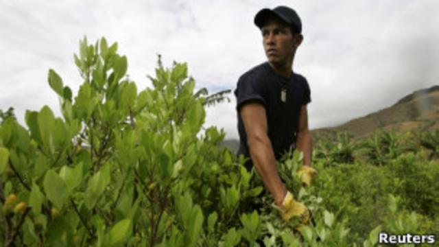 Plantación de coca en Colombia