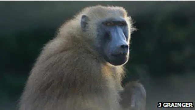 قرد من فصيلة البابون