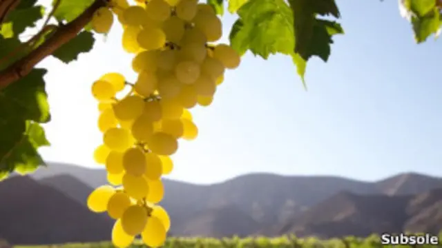 Uvas en Atacama