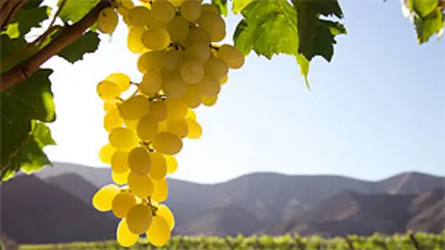 Мутахассисларга кўра, Ўзбекистон пахтани камайтириб, боғдорчилик ва сабзавот етиштиришни кўпайтириши лозим