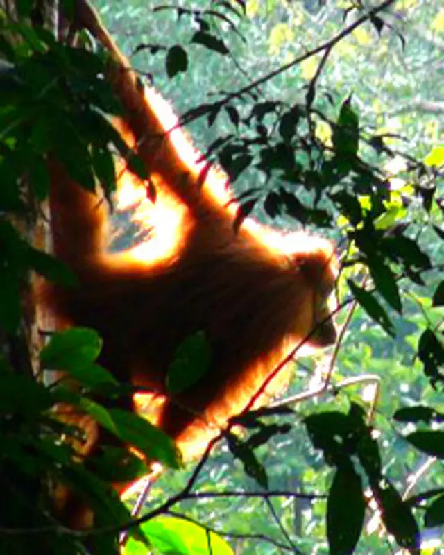 Orangután 