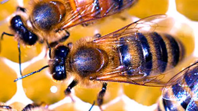 विद्रोह के चलते प्रजनन का रास्ता अपना लेती है श्रमिक मक्खी