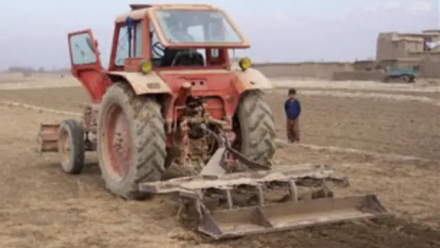 طالبان دغه ادعاوې ردوي خو اوس يې د کوکنارو د اړولو لپاره د تراکتورونو د سوځولو خبره منلې ده.