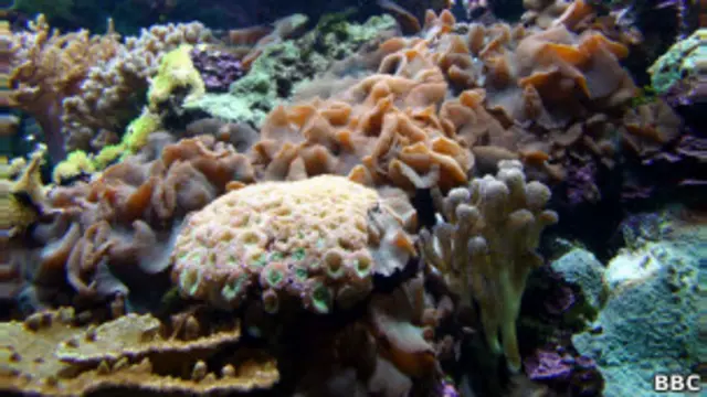  الجسيمات الدقيقة بمختلف انواعها تؤثر على الشعاب المرجانية القريبة من بيليز وبنما