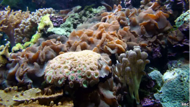 coral_reef