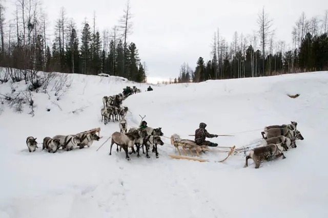 Оленеводы в лесу