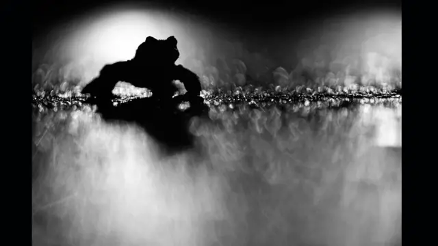 Миграция жабы