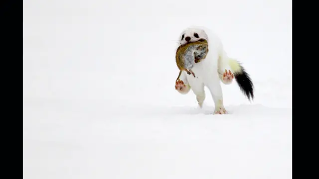 Зимняя охота