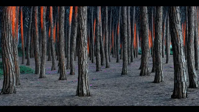 Деревья в лесу