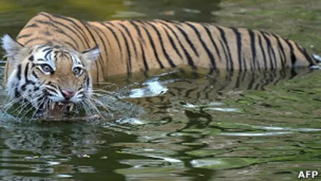 بنگال کے شیروں کی نسل غیرقانونی شکاریوں کی وجہ سے خطرے سے دوچار ہے