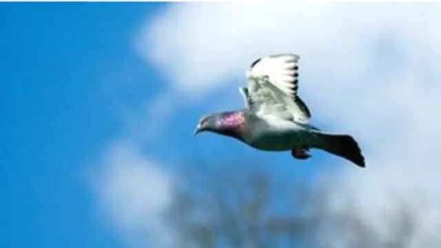 शोधकर्ताओं ने पाया कि कबूतर की चोंच में एक खास तरह की कोशिकाएं पाई जाती हैं जो दिशासूचक की तरह काम करती हैं