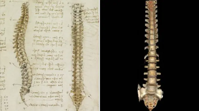 позвоночник