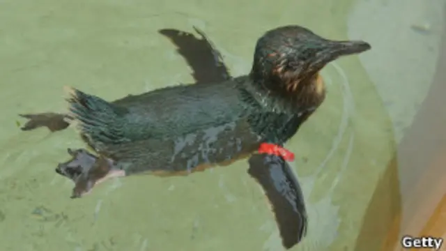 El pingüino Dirk nació en cautiverio.