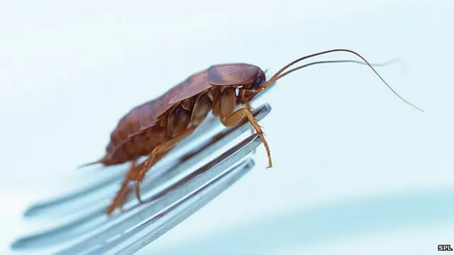 Cucaracha