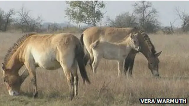 पाँच लाख पुराने ये घोड़े देखने में आज के घोड़ों से काफी अलग होंगे.