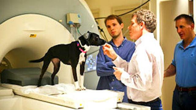 los perros militares tienen dientes de titanio