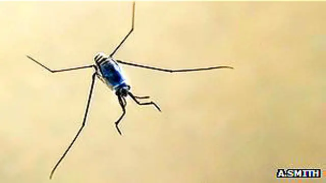 Halobates sericeus, insecto que deposita sus huevos sobre el plástico