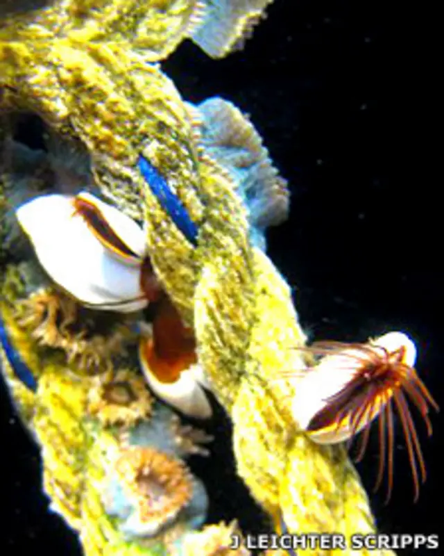 Percebes o crustáceos viviendo adheridos a un trozo de cuerda 