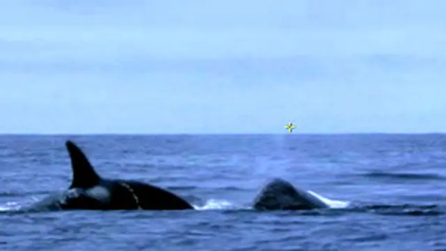 سُجلت 98 حالة تداخل بين حركة السفن وحركة الحيتان خلال 11 يوماً