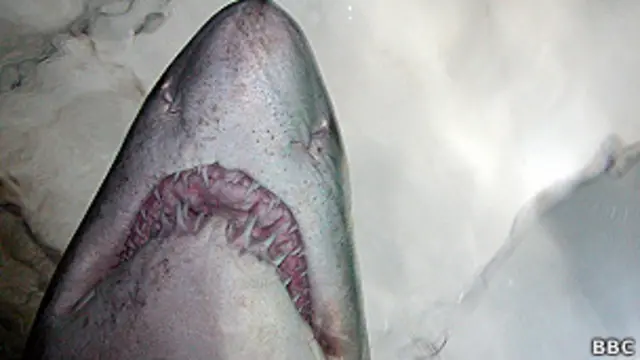 Tubarão, em foto de arquivo