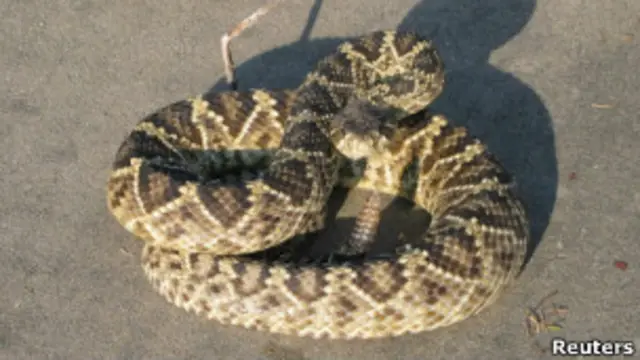 Гремучая змея