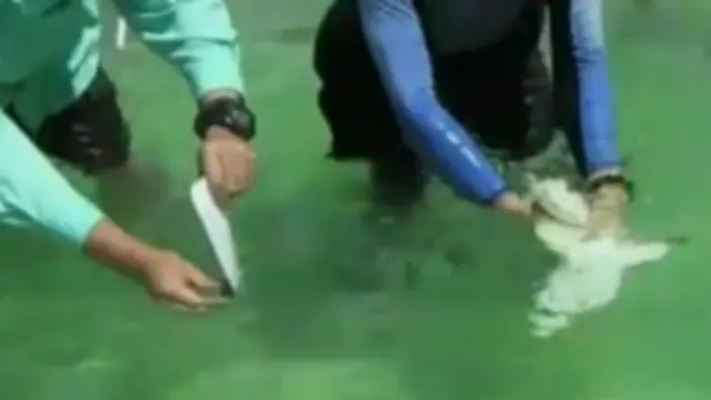 Químico descobriu que tubarões se irritam com a presença de ímãs