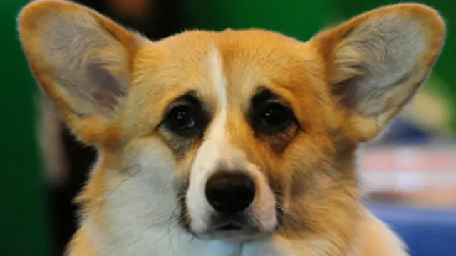 Собака породы Вельш-корги-пемброк