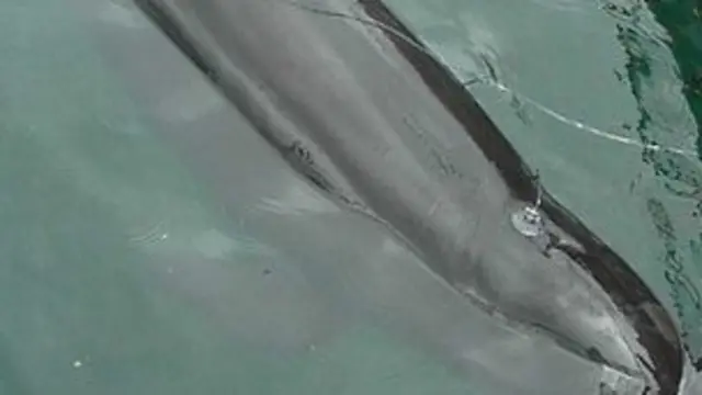 کینا نهنگ ماده 