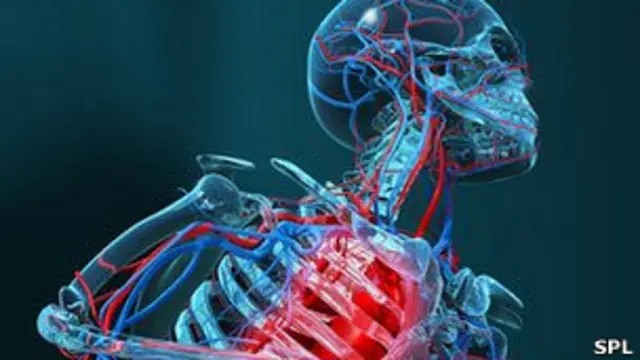 रक्त वाहिका