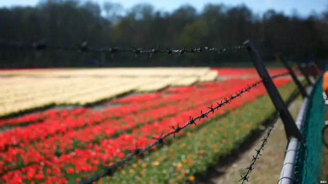 Тюльпаны за колючей проволокой