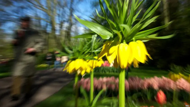 Цветок и посетитель