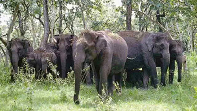 Gajah di India
