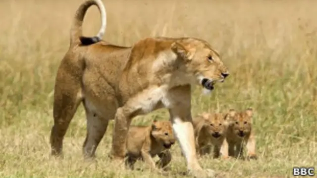 Leão com filhotes, em foto de arquivo da BBC