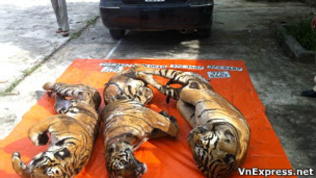 Xác ba con hổ bị bắt ở Việt Nam