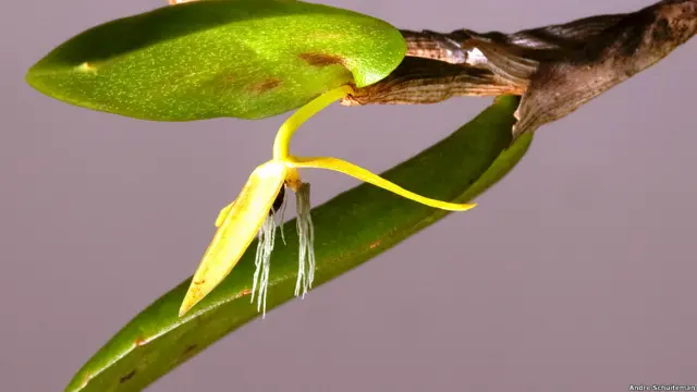 Foto: Andre Schuiteman