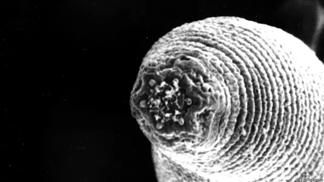 (Foto: A. G. Borgonie, Ghent University, Bélgica)