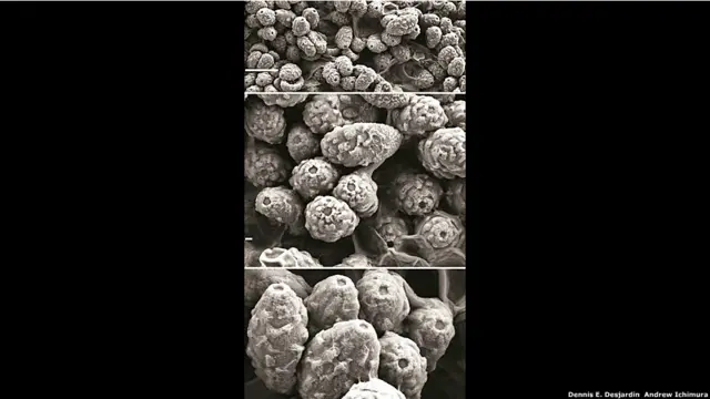 (Foto: Dennis E. Desjardin & Andrew Ichimura)