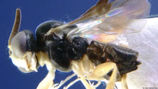 (Foto: C. van Achterberg)