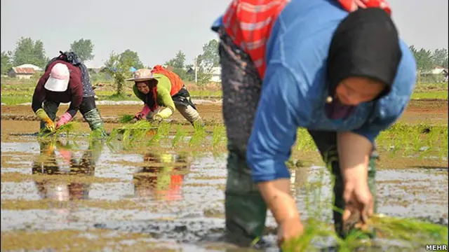 این زنان به دلیل سختی کار، رطوبت و همچنین سموم مختلف موجود در نشا برنج دچار پیری و فرسودگی زودرس شده و اکثر آنها از بیماریهای مزمن مفصلی رنج میبرند.