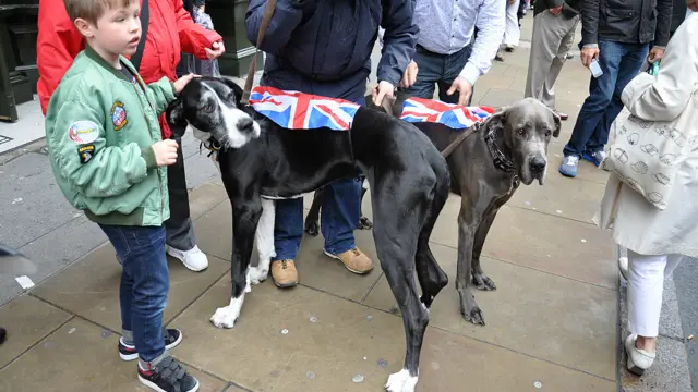 大狗也披上国旗前来街头聚会