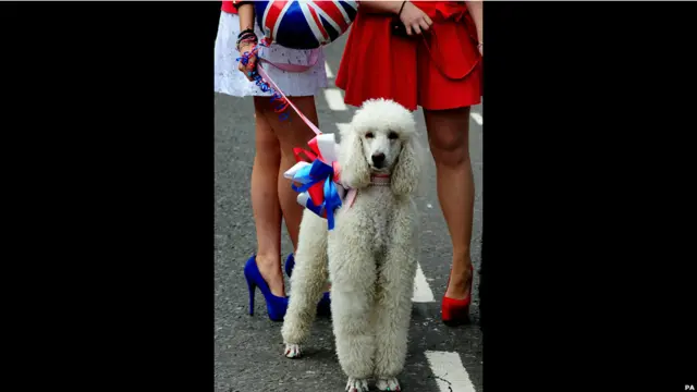 Пудель Молли