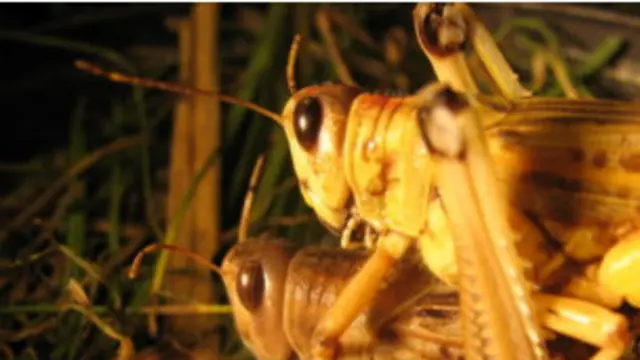 Les criquets menacent les récoltes au Niger et au Mali