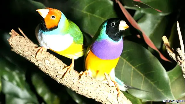 Pinzones, aves con cabezas de diferentes colores Foto: Nigel Jacques