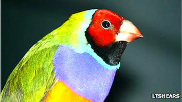 Pinzón con cabeza roja Foto: LTShears