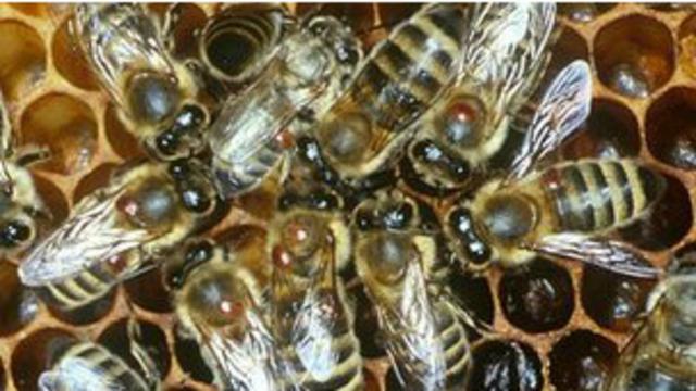 El virus de las alas deformadas (DWV-B): la variante mortal que amenaza a  las abejas melíferas en todo el mundo - Veto Pharma Blog